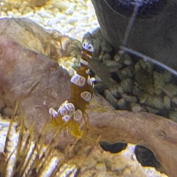 Thor ambionensis - Hohlkreuzgarnele / Sexy Shrimp